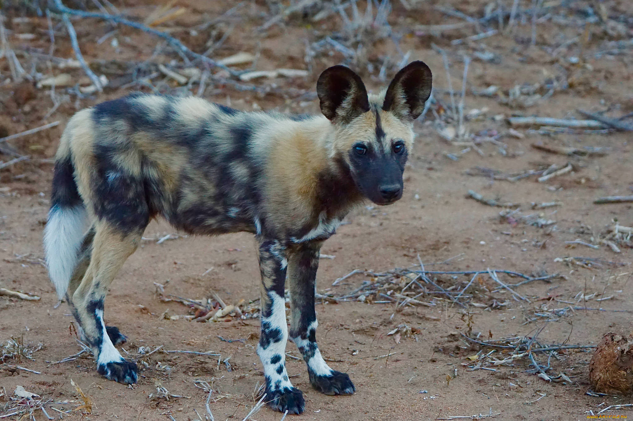 african wild dog, , ,   , 